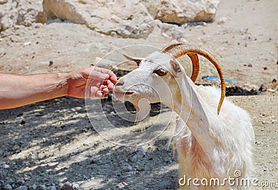 Goat and menâ€™s hand on sunny day Stock Photo